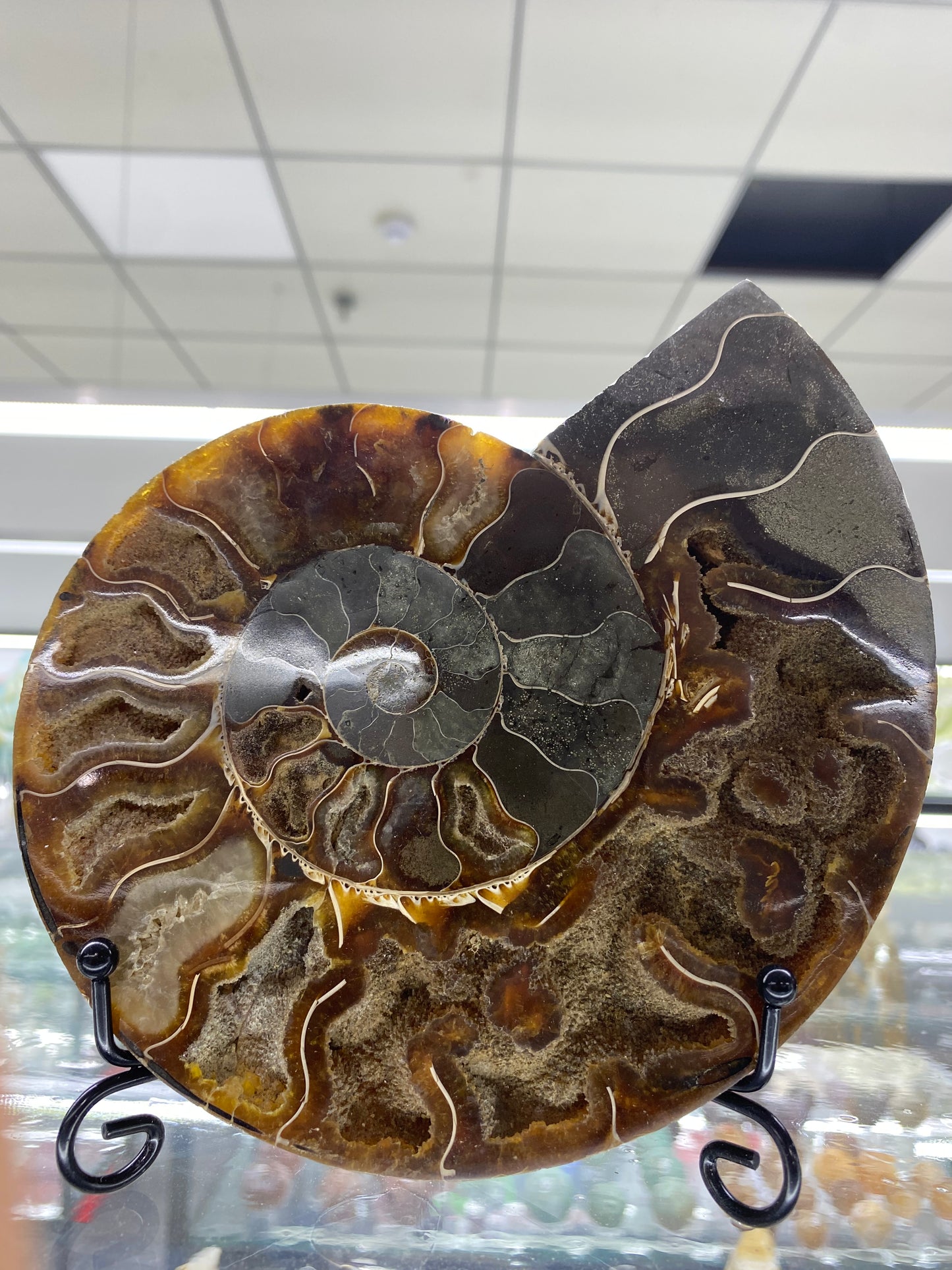 Ammonite Shell Carving