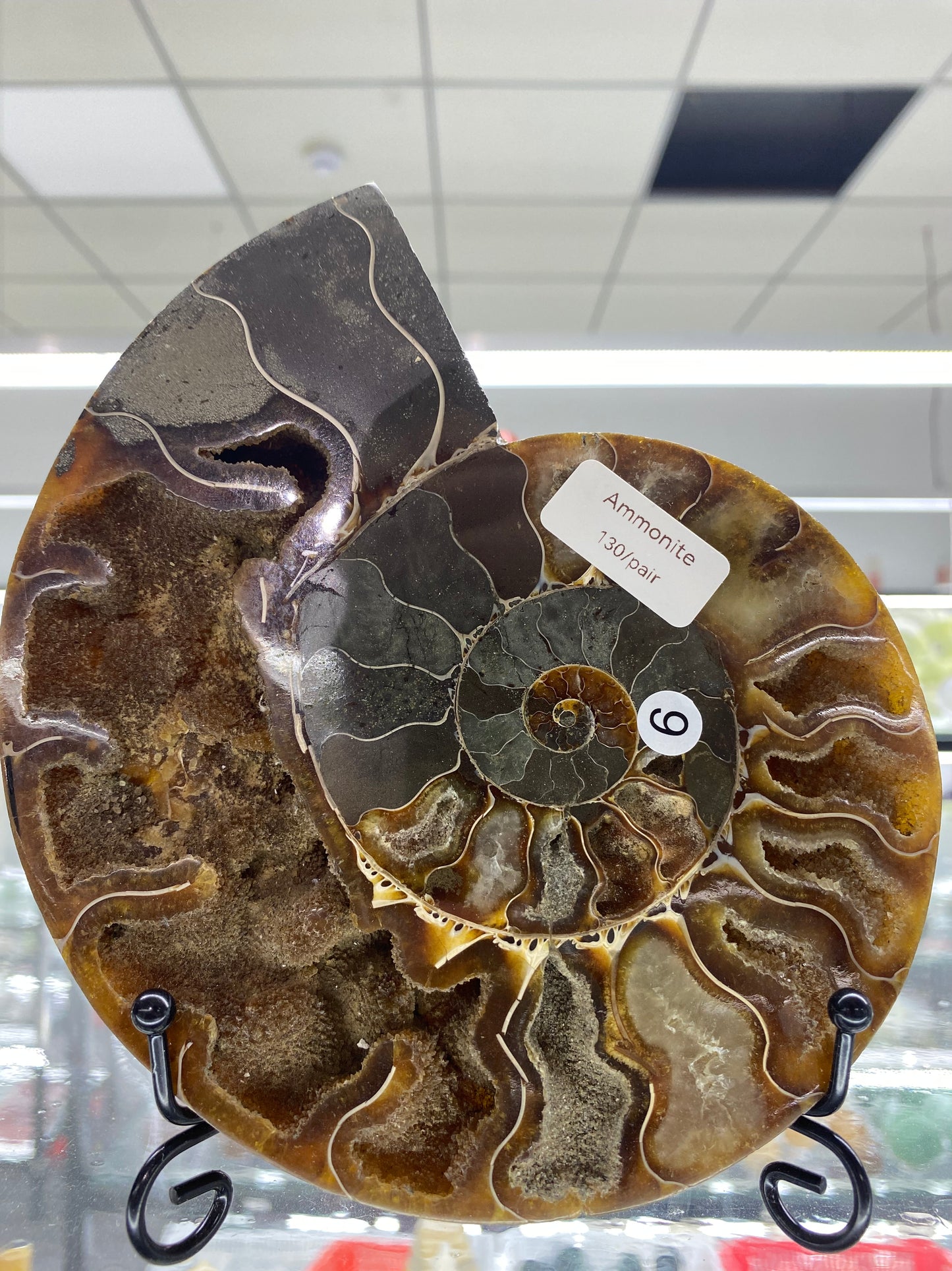 Ammonite Shell Carving