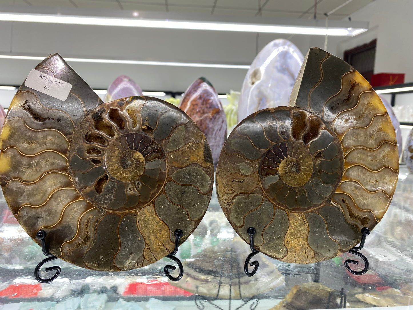 Ammonite Shell Carving