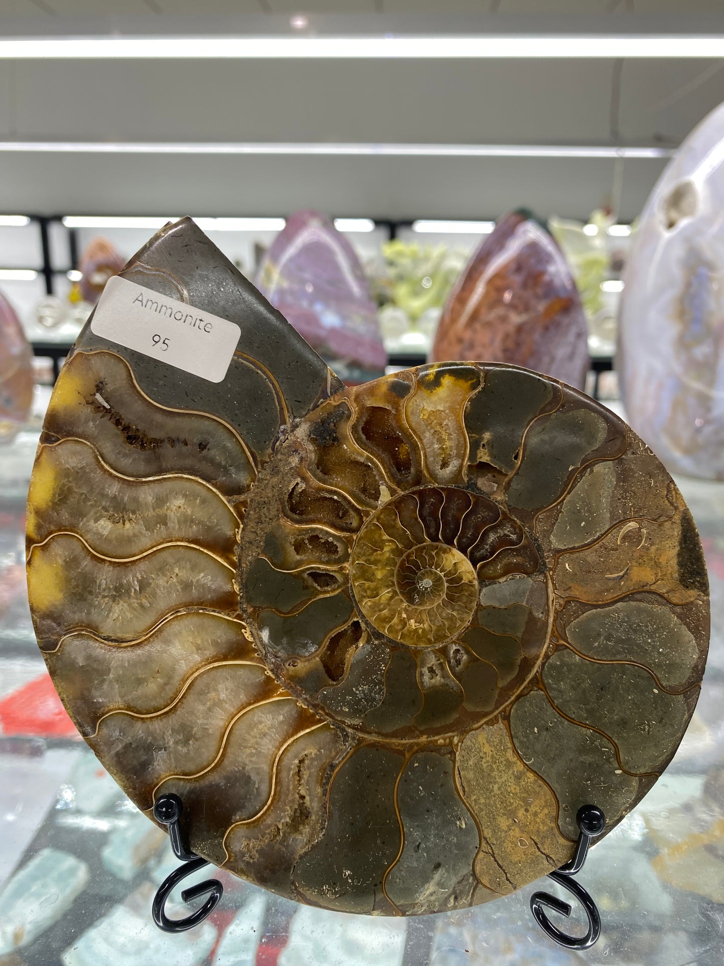 Ammonite Shell Carving