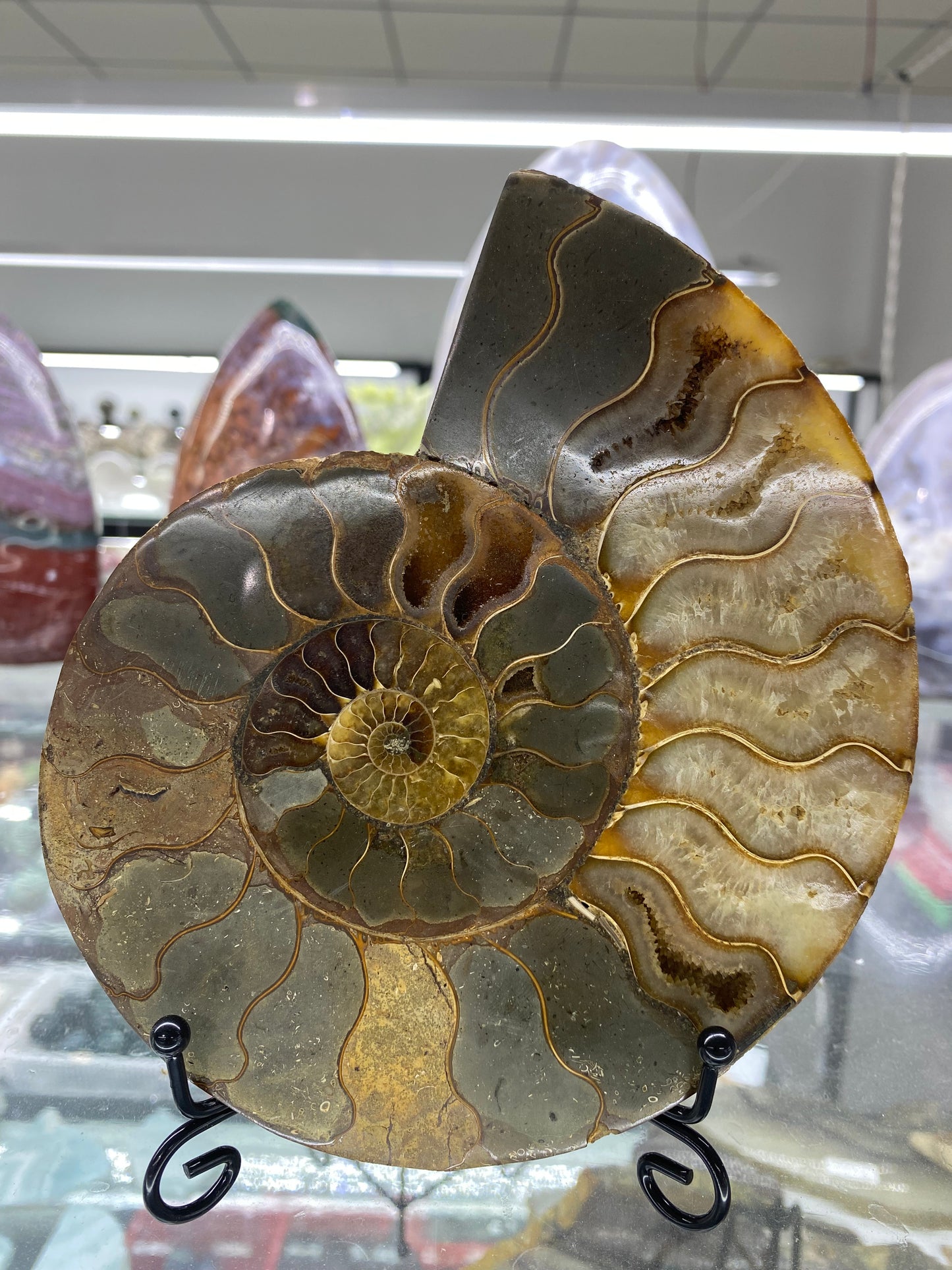 Ammonite Shell Carving